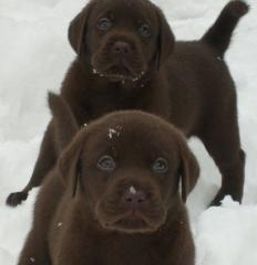 Schokobraune Labradorwelpen