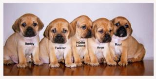 Pugglewelpen, nur noch 4 zu haben