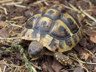 Griechische Landschildkröten 2021 und 2021 abzugeben