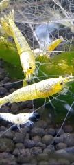 Yellow Bolt Garnelen Caridina aus Yellow fishbone Stamm