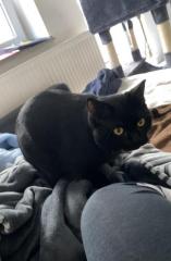 Deckkater sucht rollige Dame