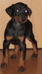 Dobermann welpen