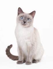 Suche siam deckkater für siam katze