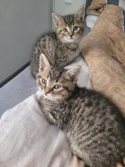 BKH Mix Kitten suchen neuen Kuschel Partner