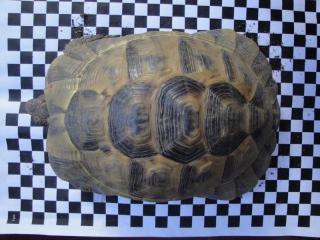 2 maurische Landschildkröten, Testudo graeca ibera Frühbeet