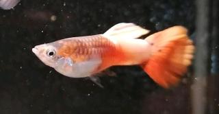Guppy Pink Paradies