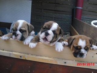 Englische Bulldoggewelpen- Englisch Bulldog Welpen