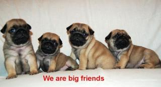 Mops Welpen mit Papiere