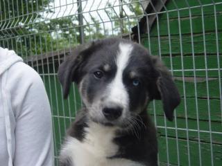 Süßer Husky-Mischling