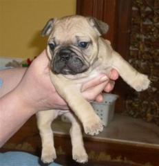 Französische Bulldogge Welpen