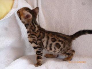 Top Bengalkitten ab 27. 07. 2021