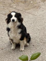 Brave Australian Shepherd Hündin