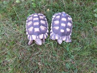 1, 1 Breitrandschildkröten NZ 012