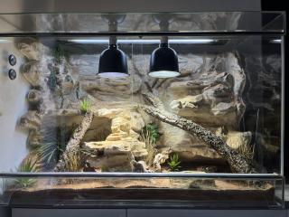 Zwergbartagame mit Terrarium