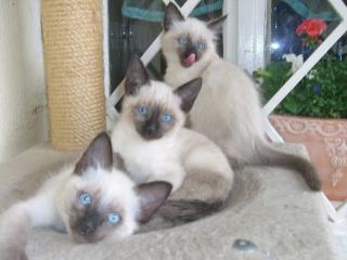 4 super süße und verspielte Siam/ Birma Mix Kitten