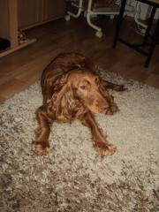 Cocker spanielwelpen