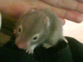 Verkaufe süße Goldhamsterbabys