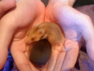 Hamster Babys suchen neues Zuhause