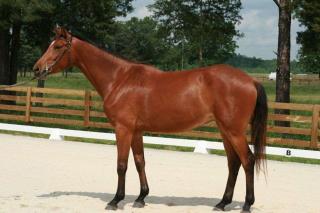 Holsteiner Dressur Spring-Talent