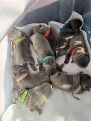 Französische Bulldogge Welpen Blue Line