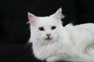 Türkisch-Angora Katze