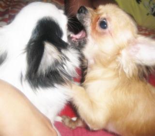 Chihuahua Welpen
