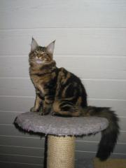 Maine Coon Kater in der Farbe black tabby classic sucht ein neues zu Hause