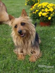 Australian Terrier Welpen