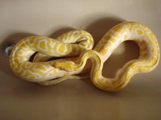 Albino Tigerpython m. b.