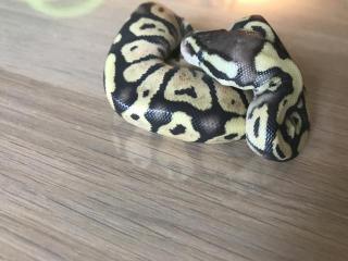 Lemon Pastel Granite HDGW Fader 50 het. Piebald 4 female python regius