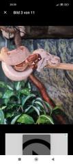 Boa constrictor imperator
