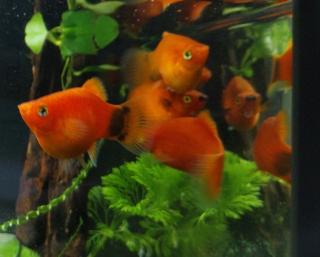 Platys /Platynachwuchs rot/orange