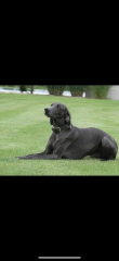 Blauer Weimaraner Rüde zu verkaufen