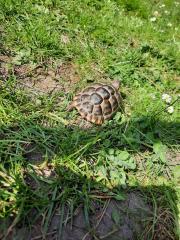 Griechische Landschildkröte zu verkaufen