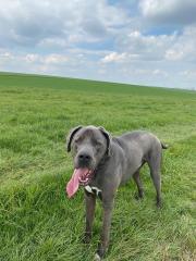 Deutsche Dogge