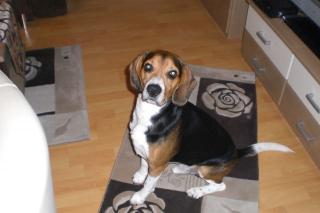 Liebevoller Beagel sucht ein neues Zuhause