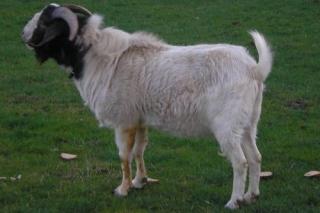 Burenbock 3j.