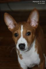 Basenji-Welpen