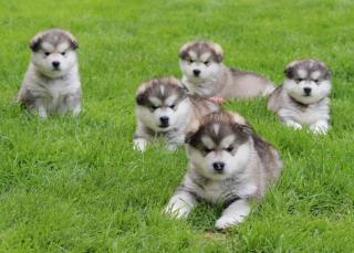 Alaskan Malamute