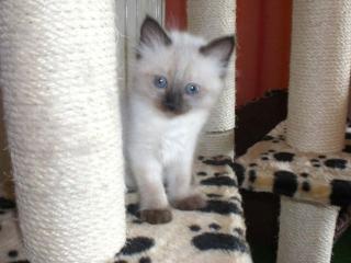 Süße Ragdoll Bärchen