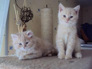 BKH / BLH Kitten mit hervorragendem Stammbaum ab 2. Juni abzugeben
