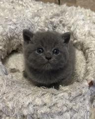 Süße verschmuste Britisch Kurzhaar, Britisch Langhaar und mix Kitten Katzenbabys aus liebevoller