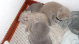 BKH Kitten