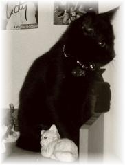 Kater Felix vermisst