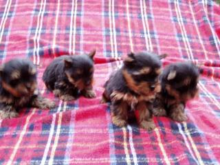 Yorkshire terrier