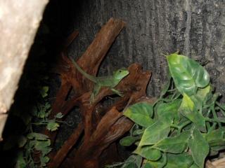 Verkaufe 2 Stirnlappenbasilisken mit Terrarium