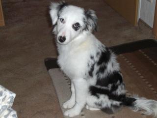 Bildschöne 17 wo alte Australian Shepherd Hündin blue merle zu verkaufen