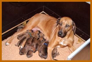 Süsse Rhodesian Ridgeback Welpen in der Hedermühle-Salzkotten
