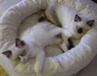 Ragdollkitten