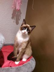 Siam Deckkater